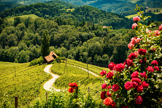 Herzerl Strasse, vineyards in summer, Spicnik