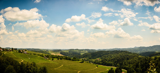 Herzerl Strasse, vineyards in summer, Spicnik