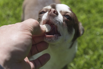 Dog breed Chihuahua gets pills, vitamins, delicacies from the hands of the owner on the street.