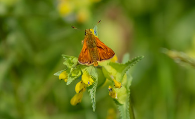 large skipper butterfly