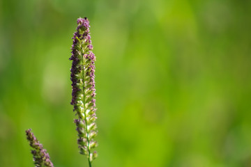 grass in flower
