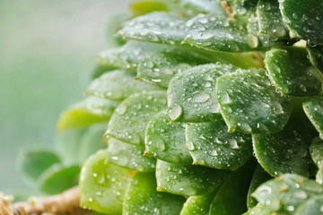 cactus Echeveria water droplets on leaves