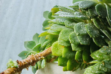 cactus Echeveria water droplets on leaves