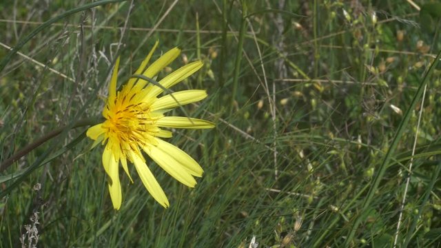 Yellow flover Shake from wind slow motion