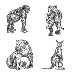 Fototapeta premium Set of animals. Mother and baby. Lioness, monkey, kangaroo and polar bear. Sketch. Engraving style. Vector illustration.