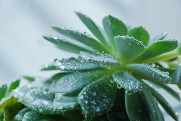 cactus Echeveria water droplets on leaves