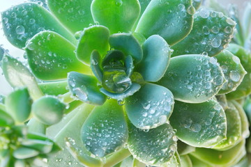 cactus Echeveria water droplets on leaves