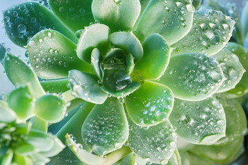 cactus Echeveria water droplets on leaves