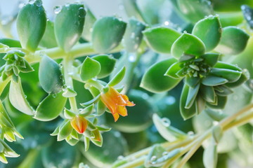 cactus Echeveria water droplets on leaves