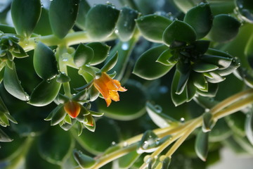 Fototapeta na wymiar cactus Echeveria water droplets on leaves