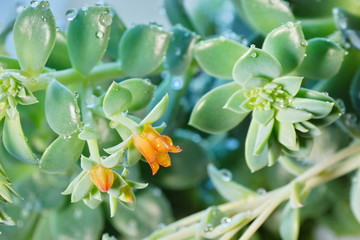 cactus Echeveria water droplets on leaves