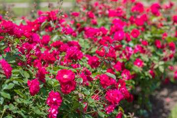 Fototapeta na wymiar Beautiful colorful climbing roses in spring in the garden