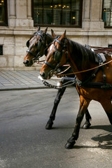 Two horses in the street of Vienna 