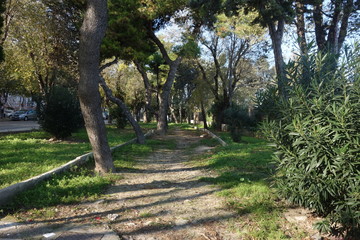 Alberi