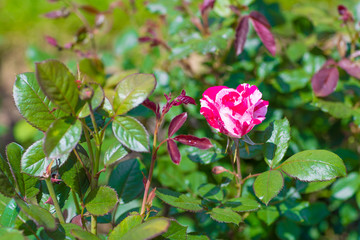 Beautiful colorful climbing roses in spring in the garden