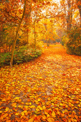 Obraz premium Nice autumnal scene with yellow leaves