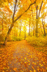 Nice autumnal scene with yellow leaves