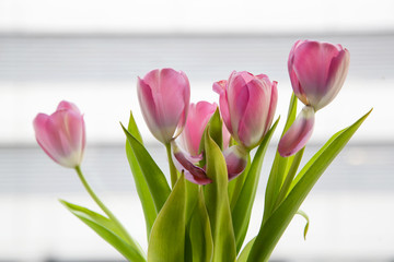 Pink tulips bouquet