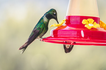 colibrí © maximiliano