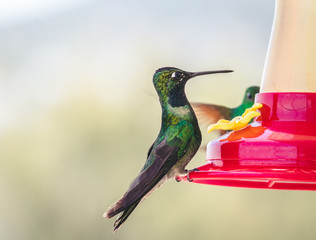 colibrí © maximiliano