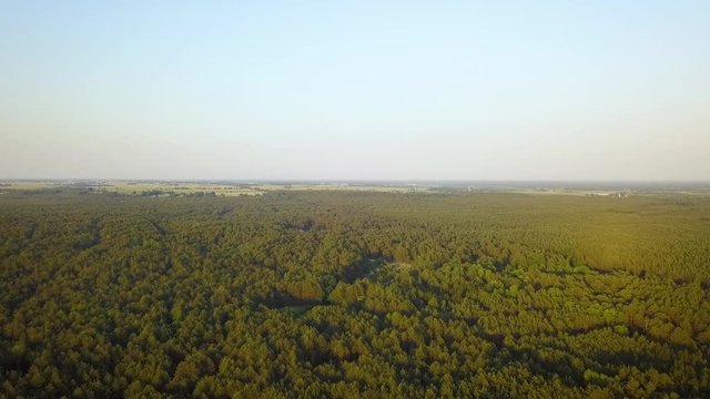 aerial view of the tops of pine trees and the blue sky in the summer forest