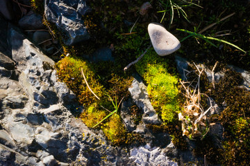 the stone and the moss on the rock
