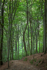 Fototapeta na wymiar green beech forest with a path on a hillside