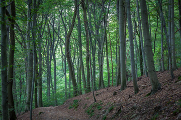 Fototapeta na wymiar mysterious deep green beech forest with brown leaves on the ground