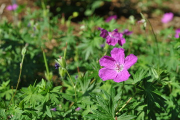 Bodziszek - Geranium