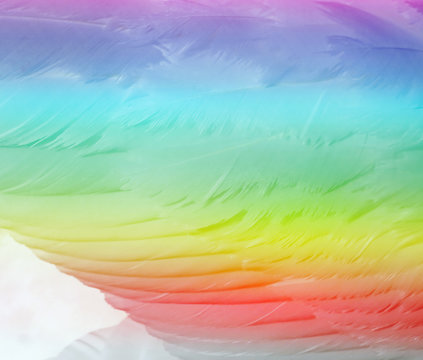 Layers of soft swan feathers with abstract rainbow colors 
