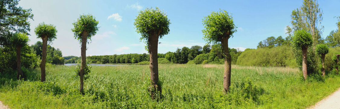 Kopfweiden - Panorama