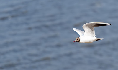 Fototapeta na wymiar Single seagull flying in a sky