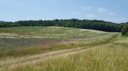 blühende Wiese mit Feldweg vor Wald