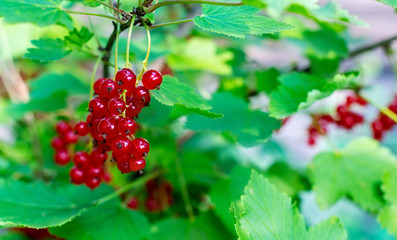 Ripe red currants close up