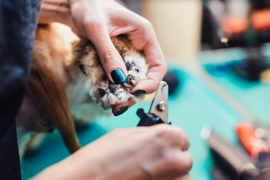 Female groomer clipping claws of cocker spaniel on the table for grooming in the beauty salon for dogs.