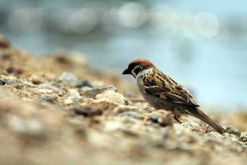 птица на пляже