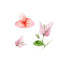 Botanical watercolor illustration of Bougainvillea flowers on white background. Could be used as decoration for web design, cosmetics design, package, textile