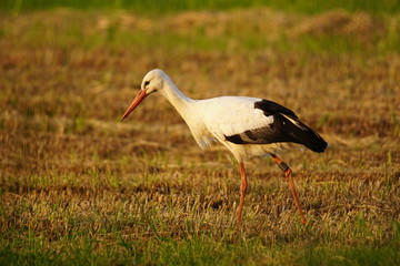 Weißstorch auf gemähter Wiese