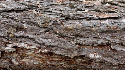 Texture of pine bark. Tree or pine in the forest. Background of tree bark.
