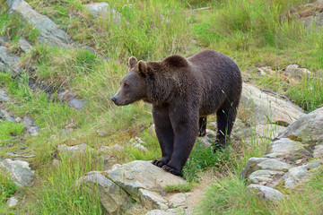 Brown Bear in the wild