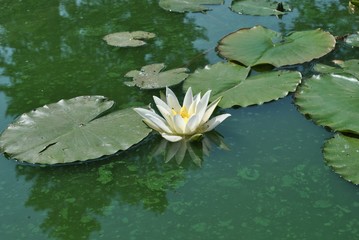 Lilia wodna - Nymphaea alba