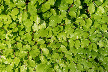 Leaves of a beech hedge in the sunlight