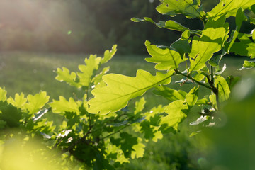 Detail of an oak tree in the sunlight