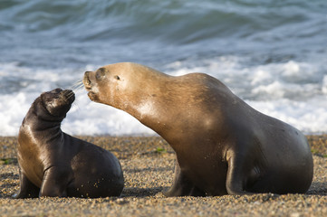 Fototapeta premium Matka i dziecko lew morski, Patagonia