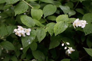 Jasmine flowers in cloudy weather.