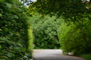 Green hedge with a gravel path in a urban park