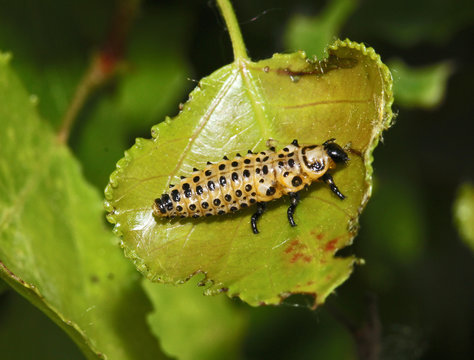 larva di crisomela del pioppo (Chrysomela populi - Melasoma populi)