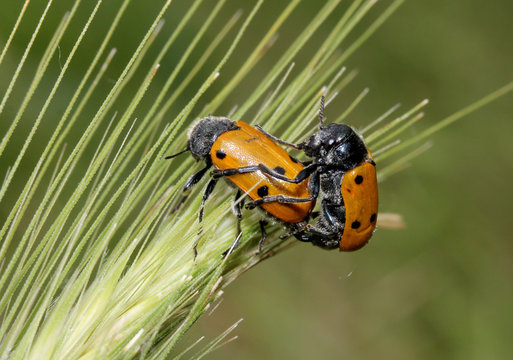 Crisomelidi Bilder Durchsuchen 28 Archivfotos, und