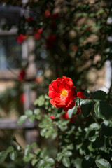 Beautiful red rose in the garden on a sunny summer day
