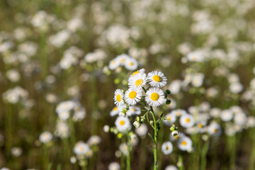 Camomile field. Many small chamomiles
